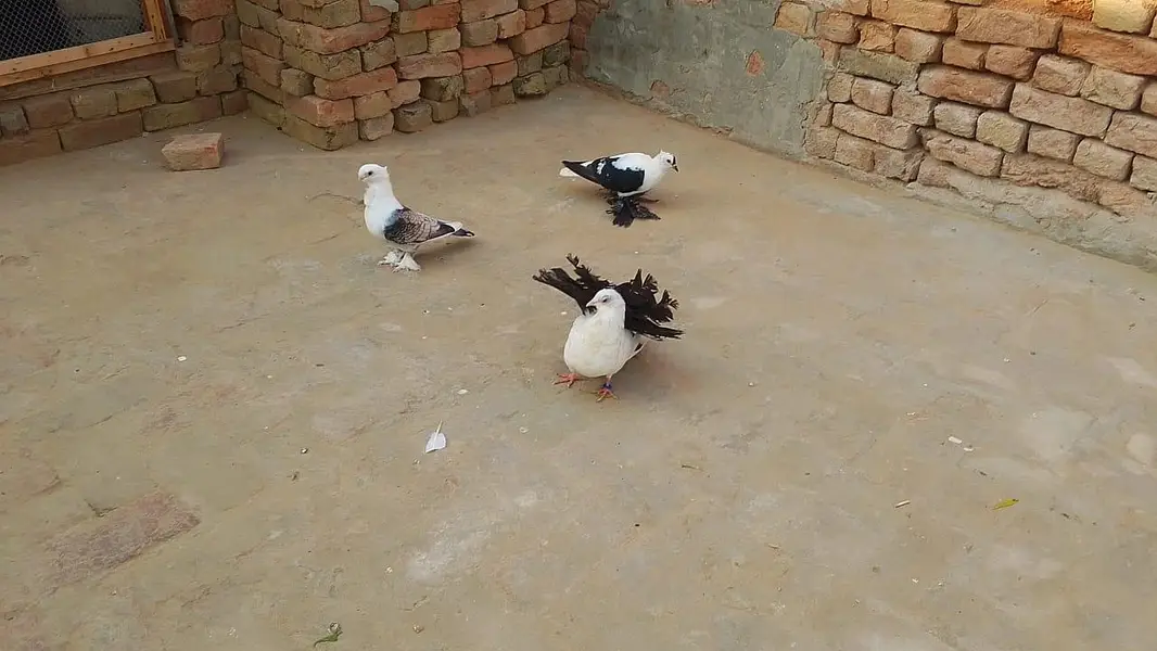3 Male Pigeon Kabootar Birds — photo 3