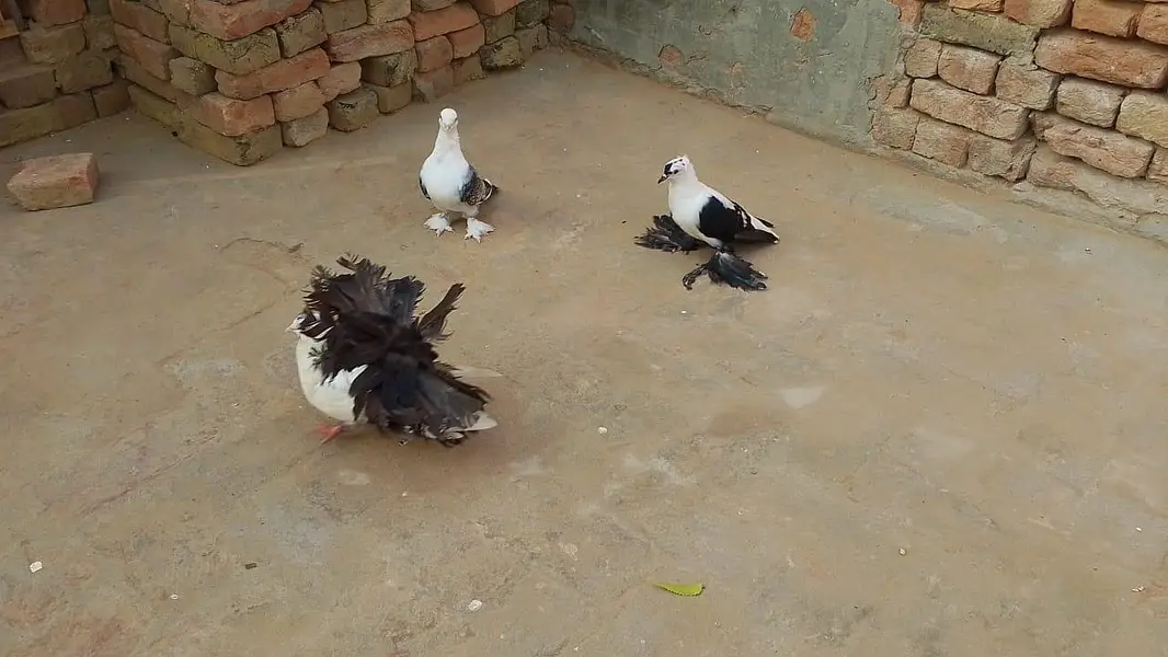 3 Male Pigeon Kabootar Birds — photo 4