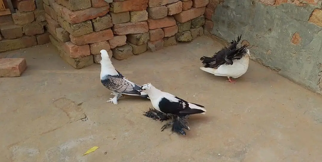 3 Male Pigeon Kabootar Birds — photo 5