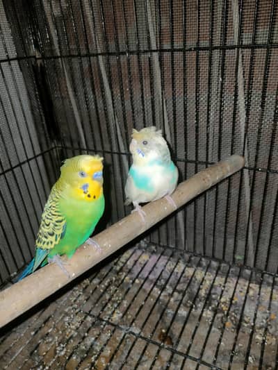 Australian pair or pathy