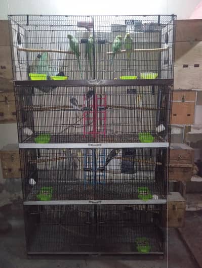 love birds healthy or active pair