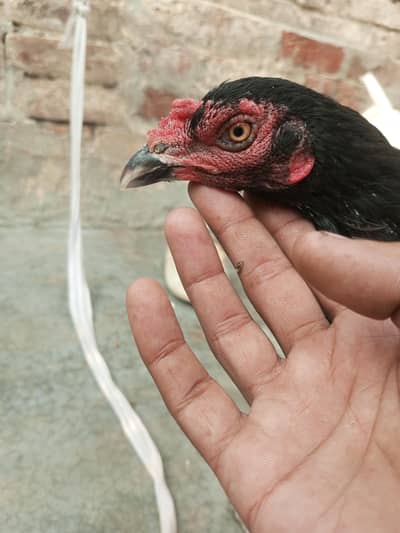 Aseel hen for sale and exchange with desi eggs laying hens
