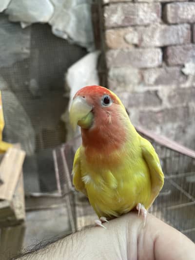 Semi tamed zero bite lovebird lutino