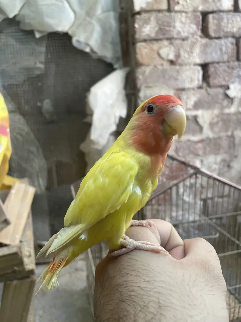 Semi tamed zero bite lovebird lutino — photo 2
