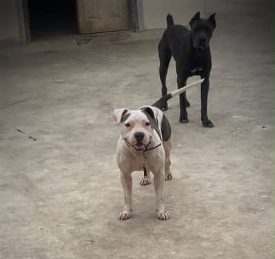 American bully for sale