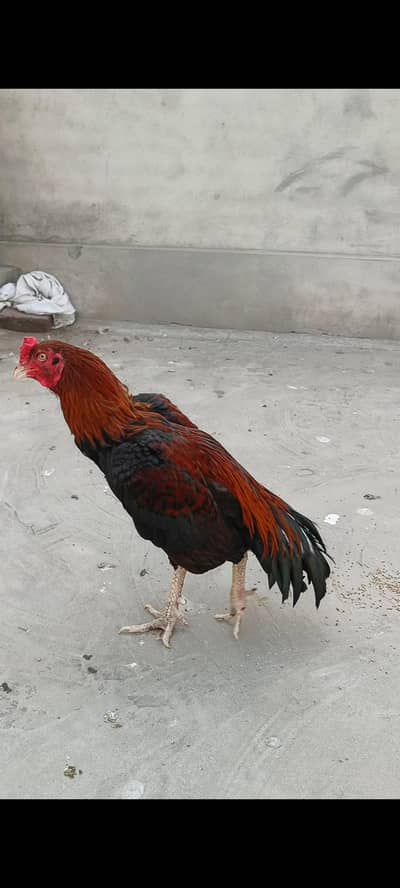 Mianwali Aseel Sale Murga  | Pure Mianwali Bloodline