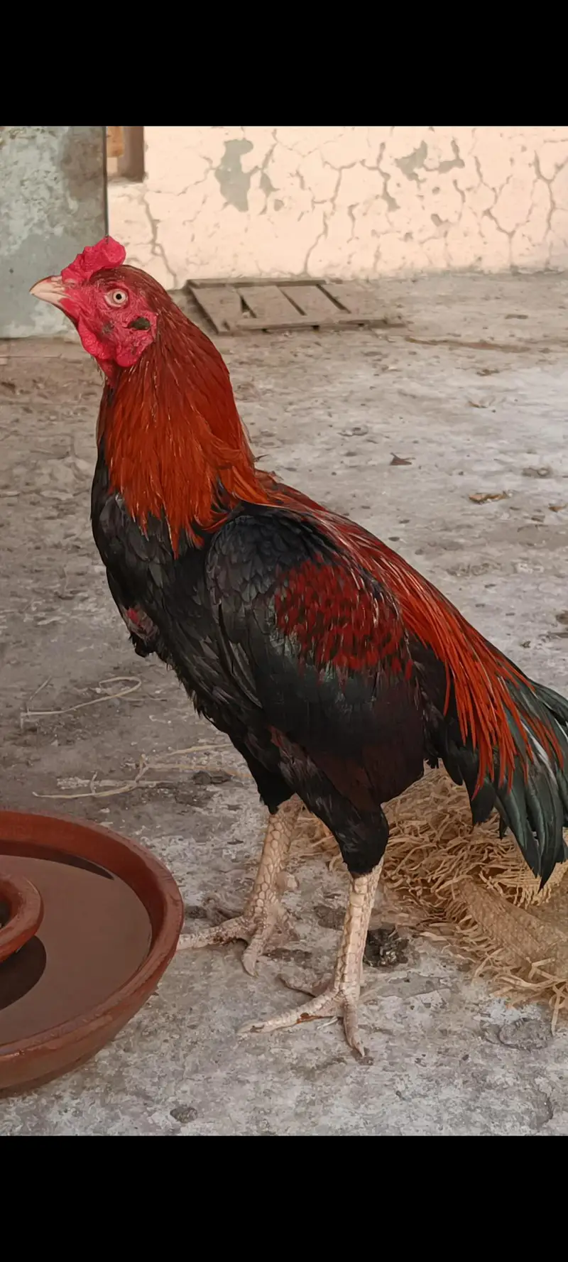 Mianwali Aseel Sale Murga  | Pure Mianwali Bloodline — photo 2