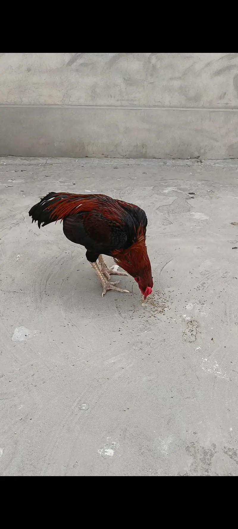 Mianwali Aseel Sale Murga  | Pure Mianwali Bloodline — photo 3