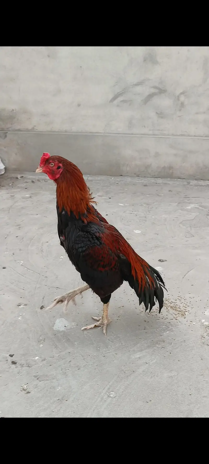 Mianwali Aseel Sale Murga  | Pure Mianwali Bloodline — photo 4