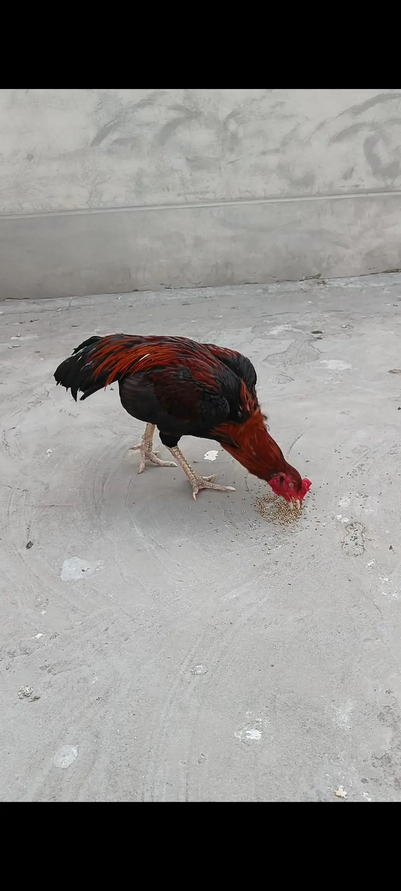 Mianwali Aseel Sale Murga  | Pure Mianwali Bloodline — photo 5