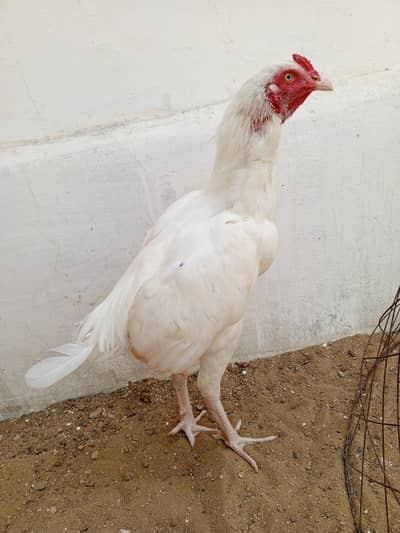 paper white Heera patha available