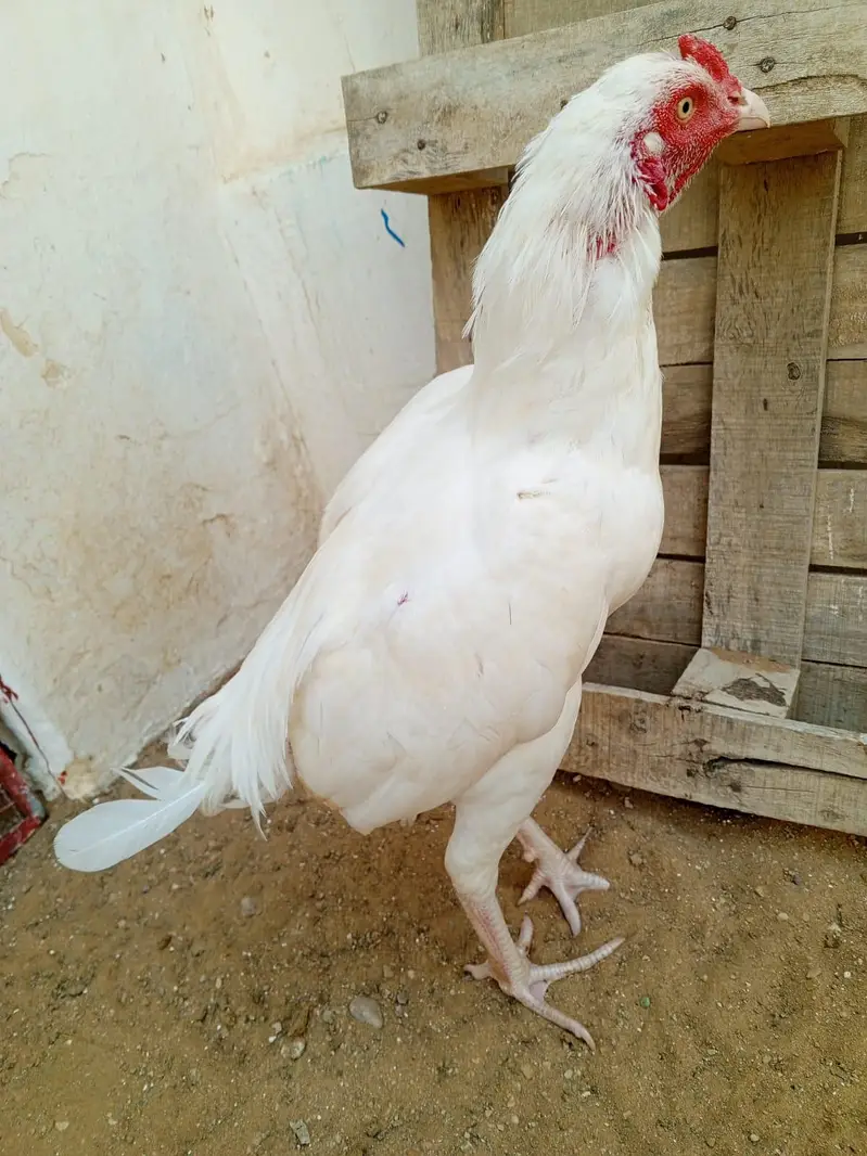 paper white Heera patha available — photo 2