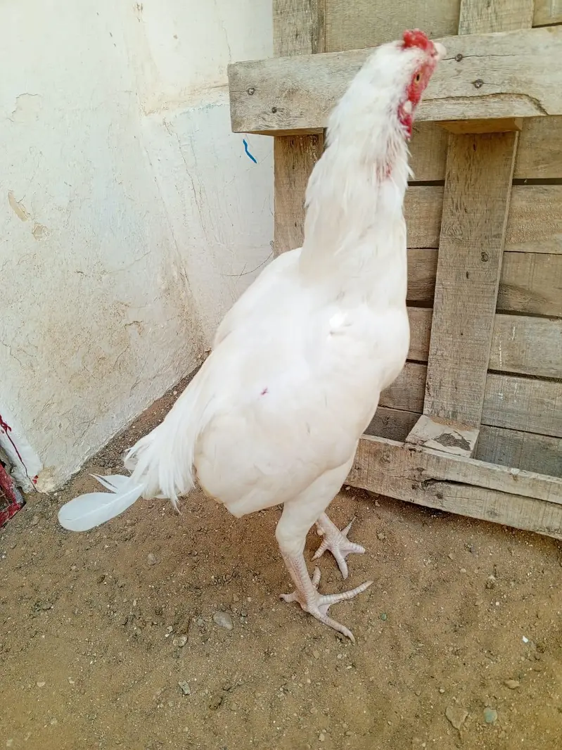 paper white Heera patha available — photo 3