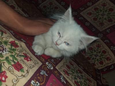 Persian Cat for sale