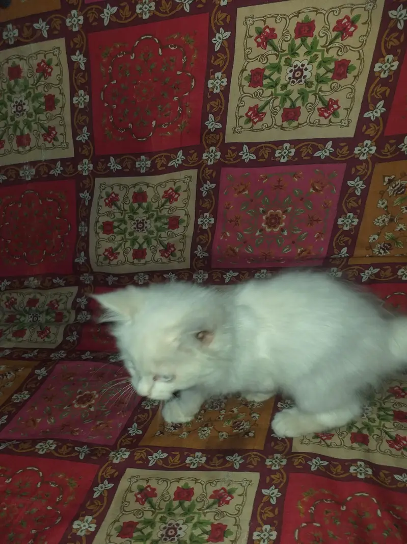 Persian Cat for sale — photo 2