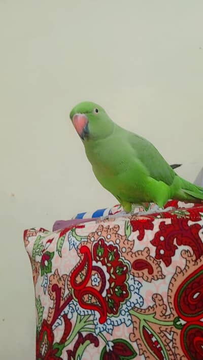 Ring Neck parrot