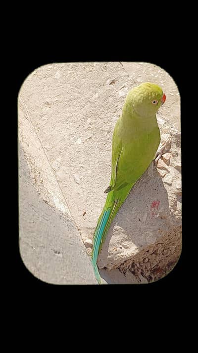 Ring Neck parrot