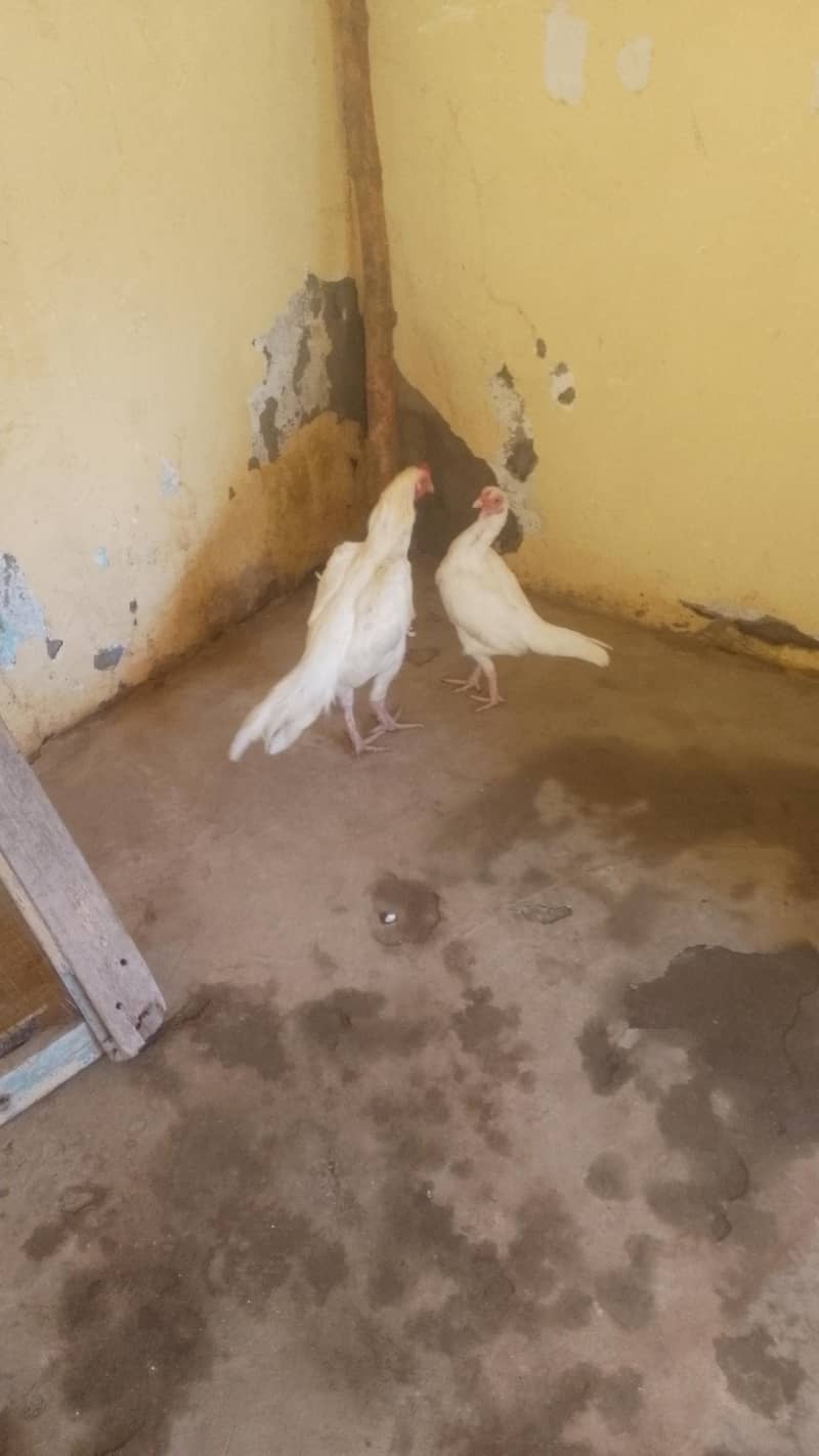 aseel chicks 0
