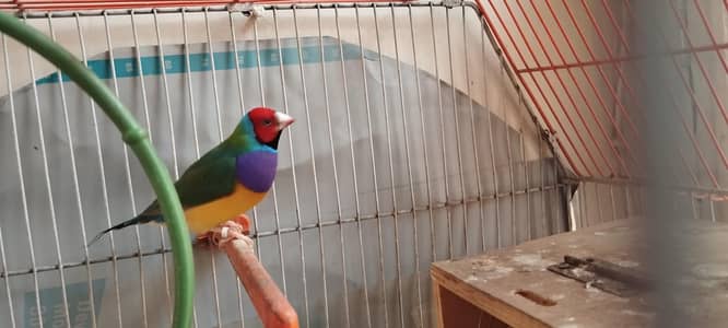 Jumbo size Goldien finch pair