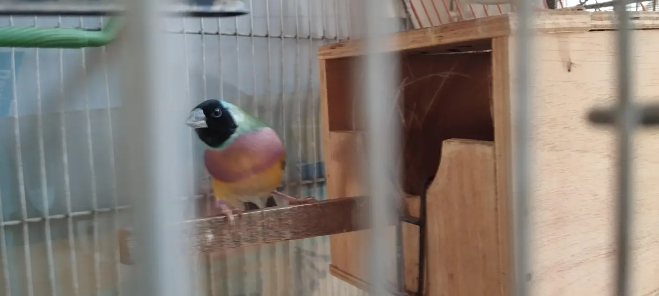 Jumbo size Goldien finch pair — photo 2