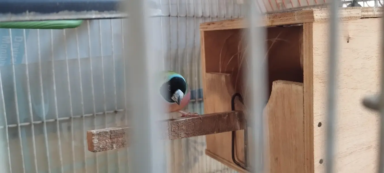 Jumbo size Goldien finch pair — photo 3