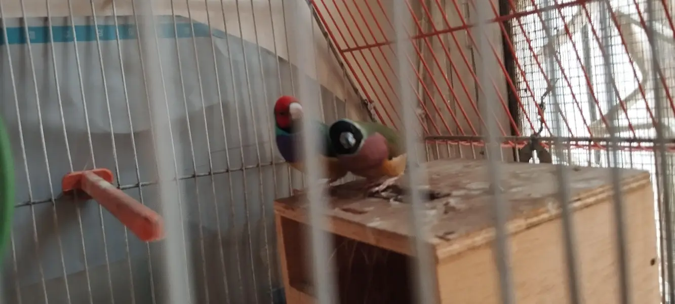 Jumbo size Goldien finch pair — photo 5
