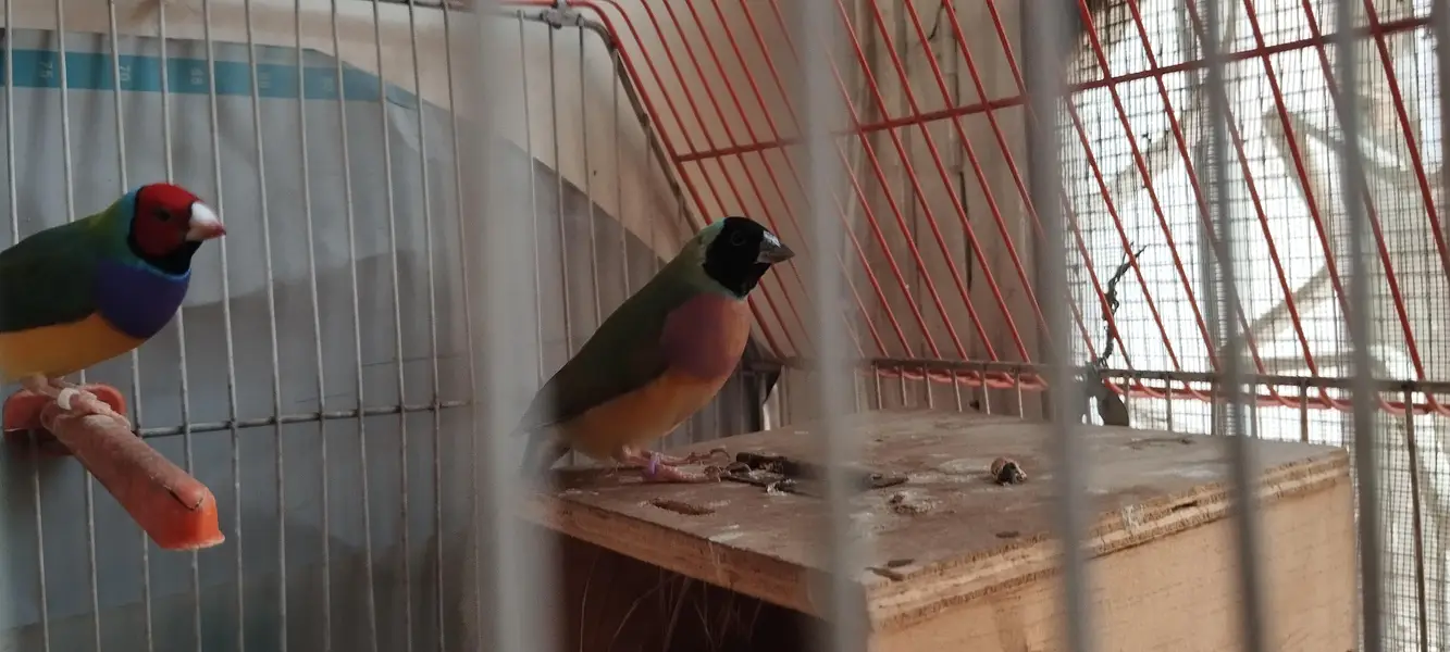 Jumbo size Goldien finch pair — photo 8