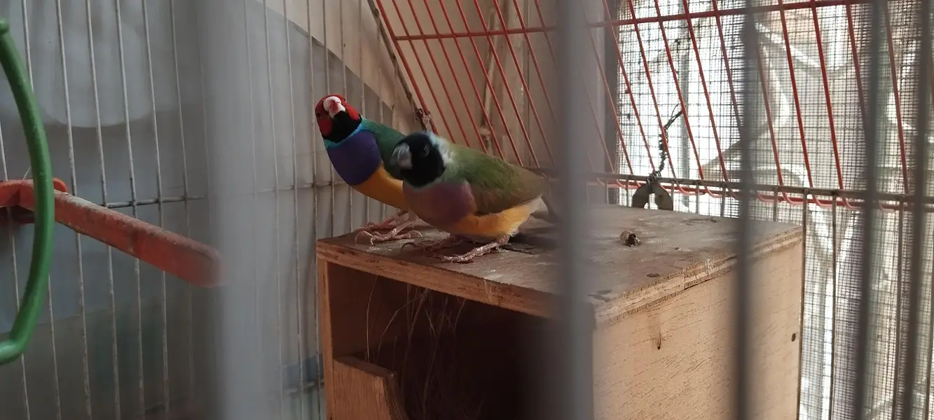 Jumbo size Goldien finch pair — photo 10