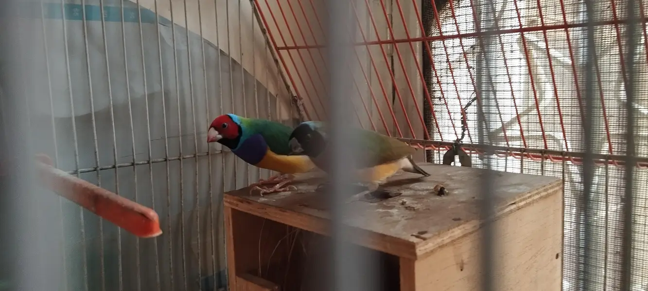 Jumbo size Goldien finch pair — photo 11