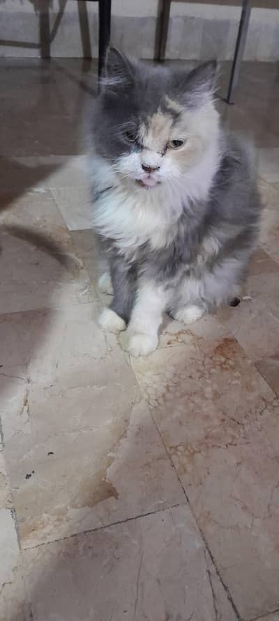 Turkish angora cat