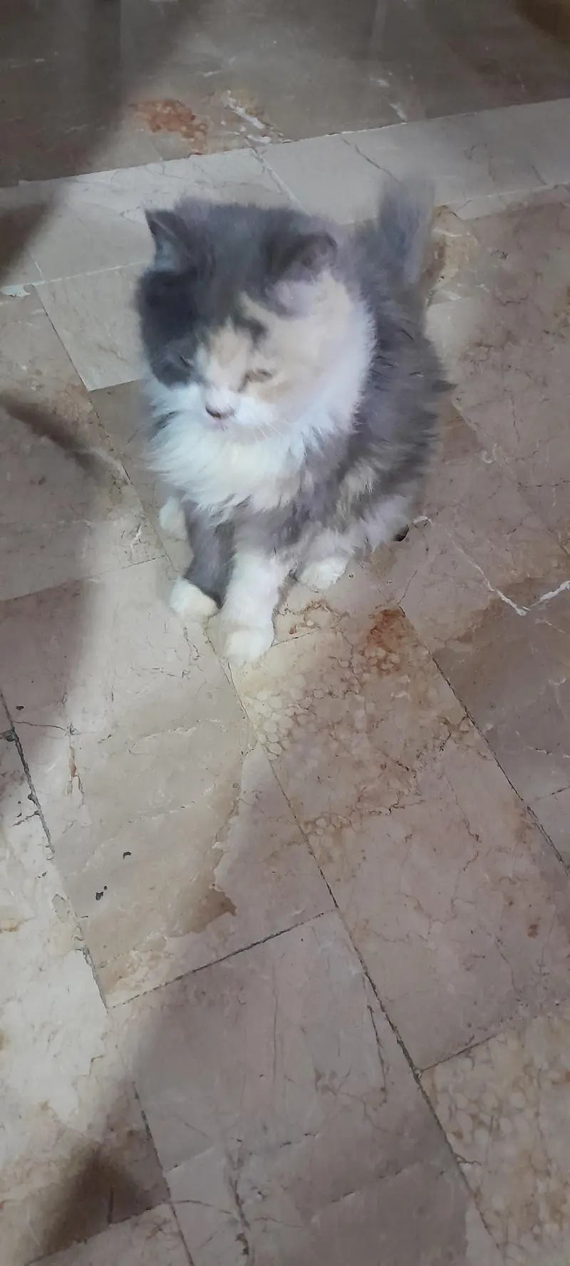 Turkish angora cat — photo 2