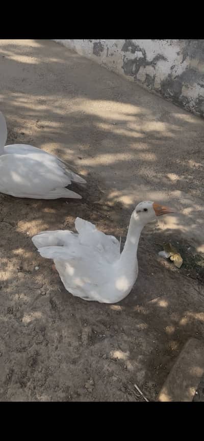 Long neck ducks