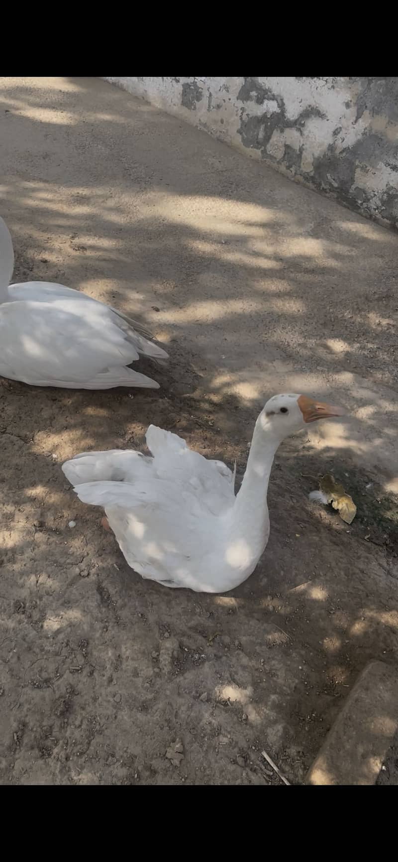 Long neck ducks 0