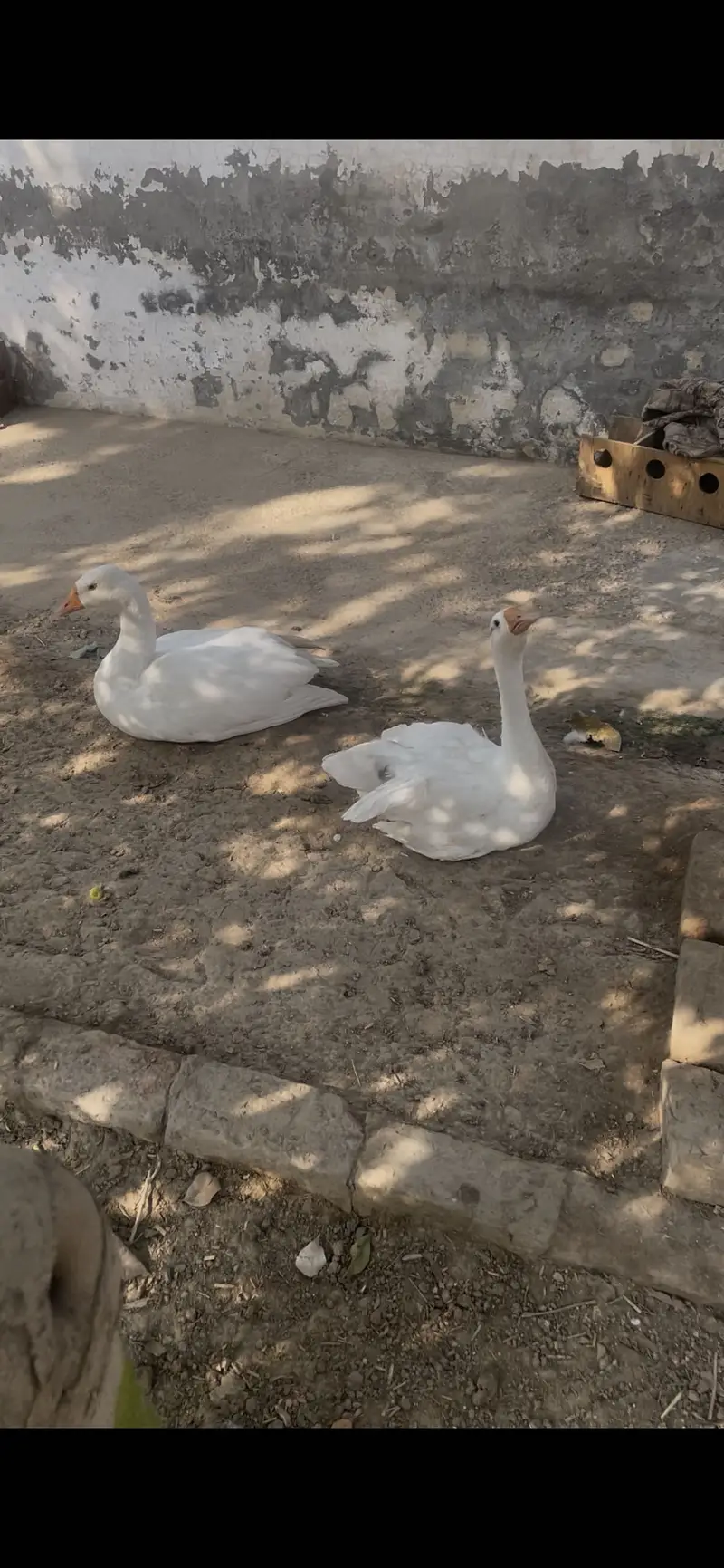 Long neck ducks — photo 2