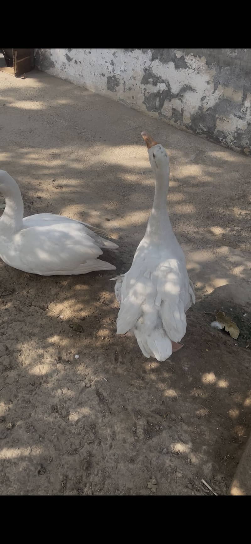 Long neck ducks 2