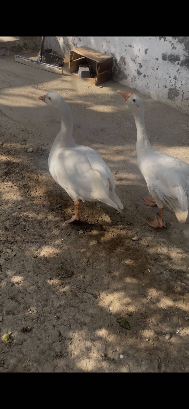 Long neck ducks 3