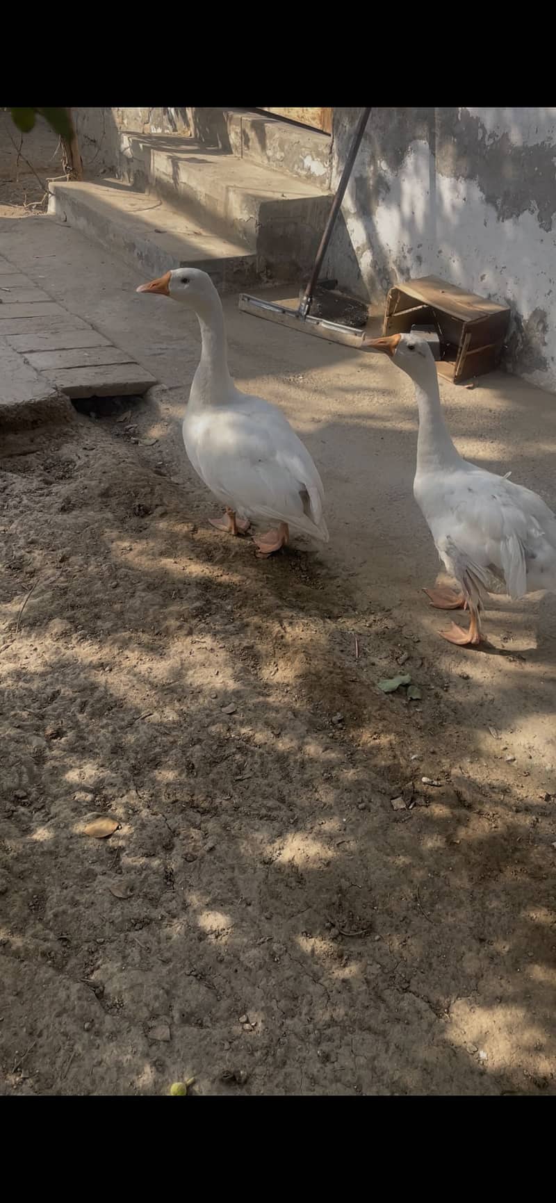 Long neck ducks 4
