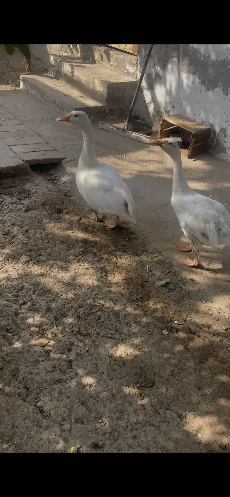 Long neck ducks — photo 5