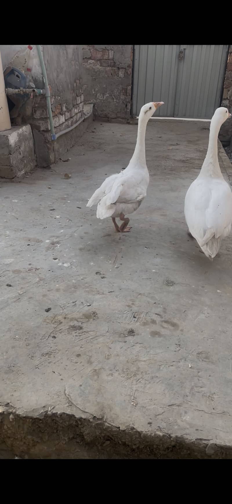 Long neck ducks 5