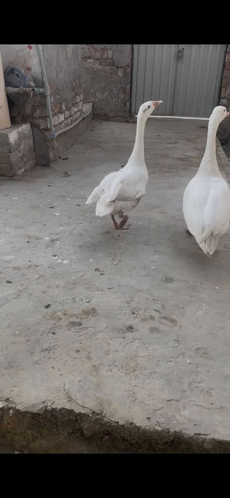 Long neck ducks — photo 6