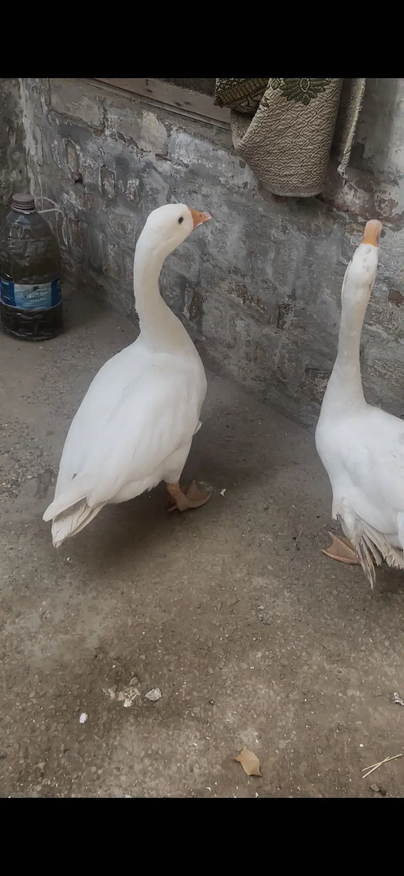 Long neck ducks — photo 7