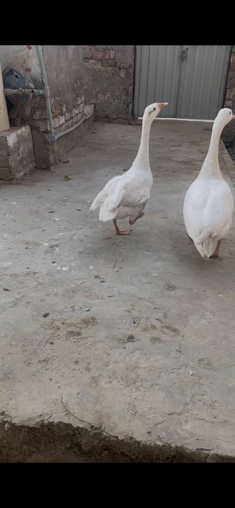 Long neck ducks 7