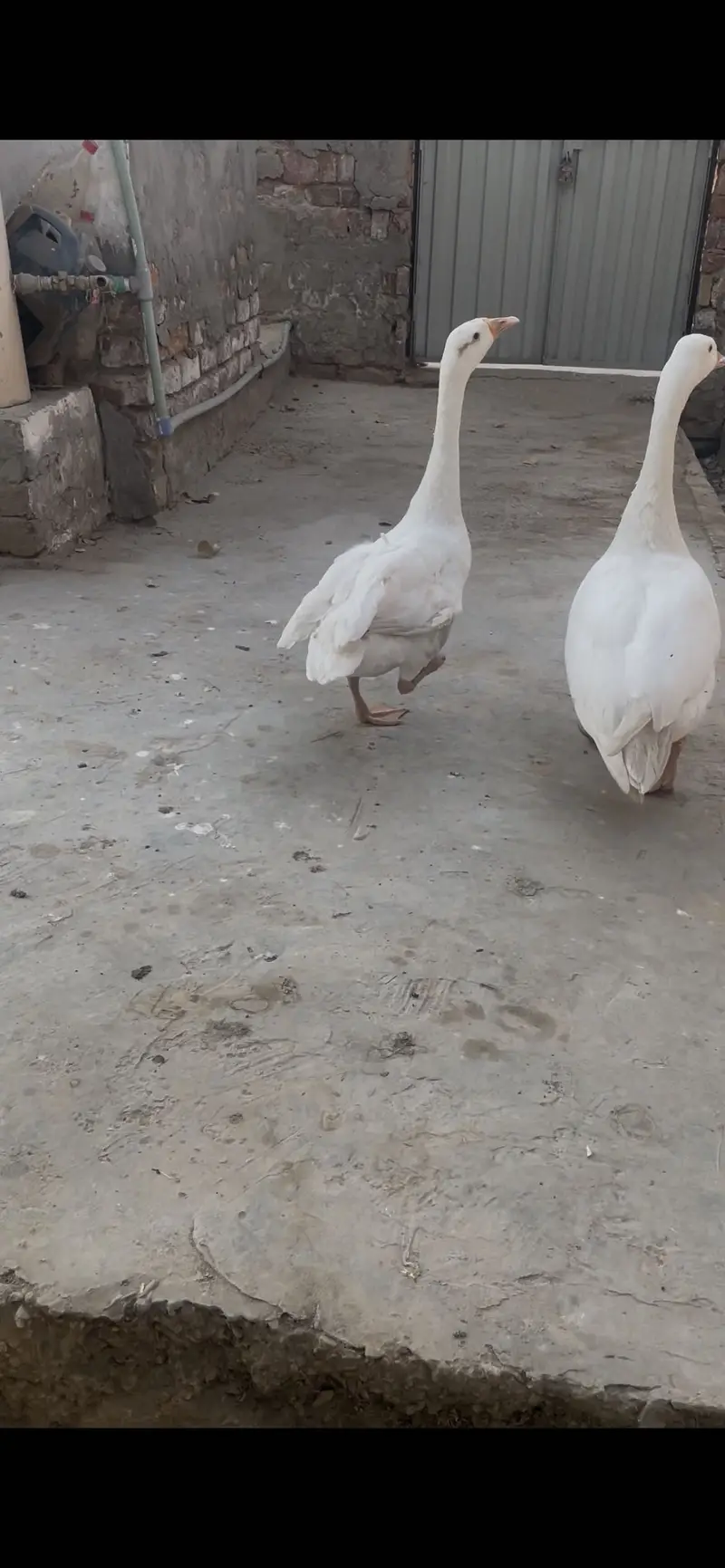 Long neck ducks — photo 8