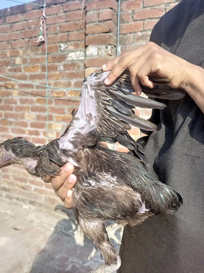 aseel dragon female for sale  black skin — photo 3