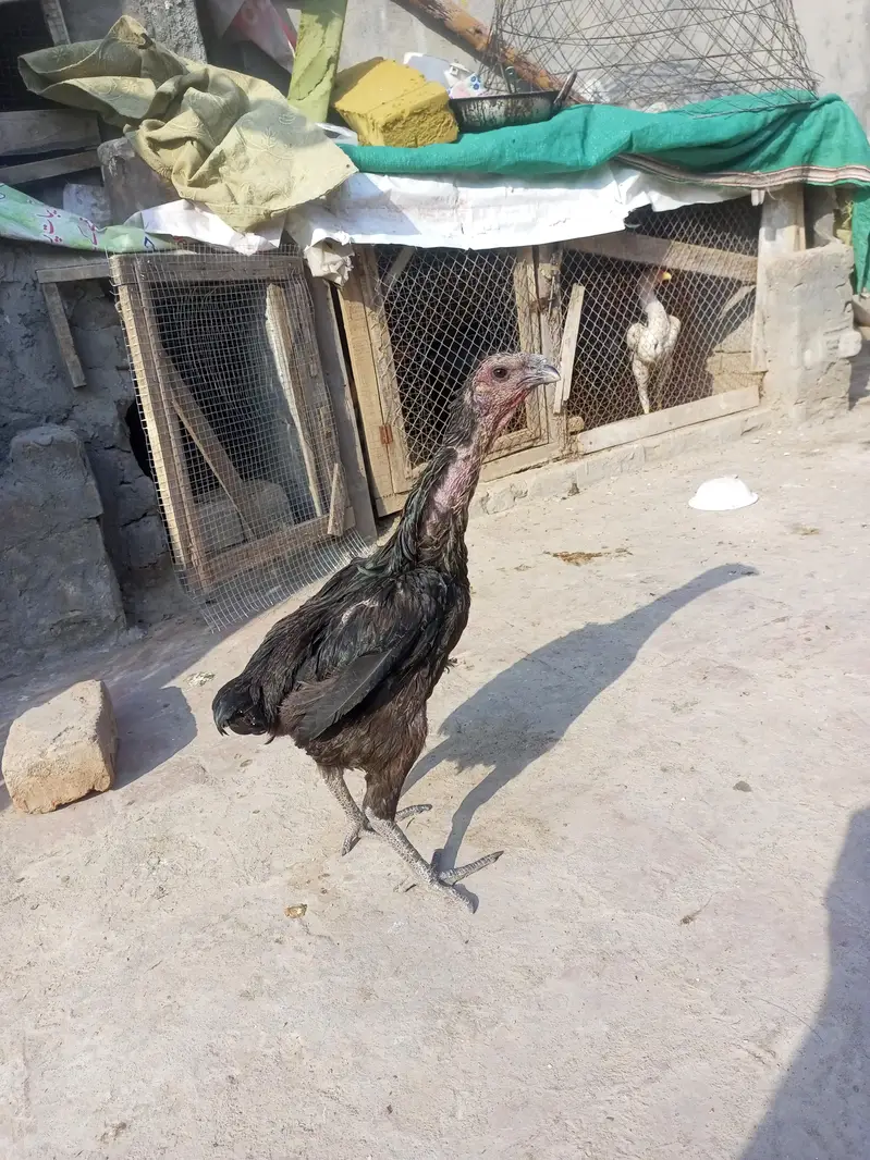 aseel dragon female for sale  black skin — photo 4