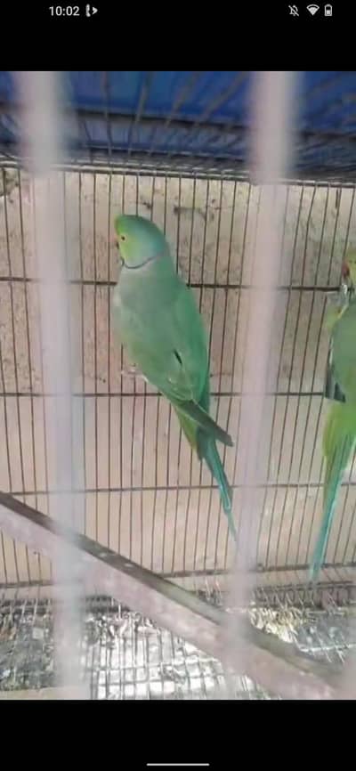 Ringack for sell pair not bonded