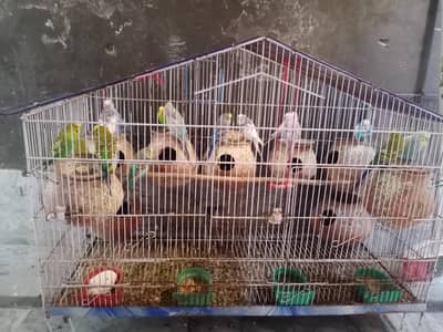 18mix pair and  pinjra all setup sale