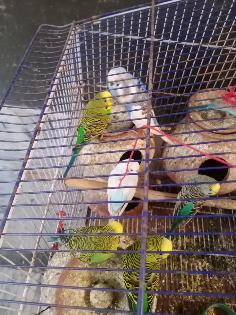 18mix pair and  pinjra all setup sale — photo 2
