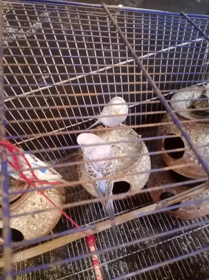 18mix pair and  pinjra all setup sale — photo 3