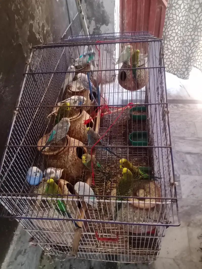 18mix pair and  pinjra all setup sale — photo 5